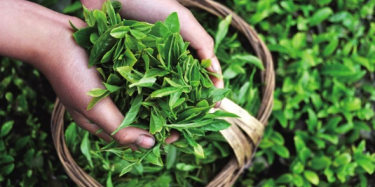 第十四屆中國（深圳）國際茶產(chǎn)業(yè)博覽會暨紫砂、陶瓷、紅木、茶具用品展